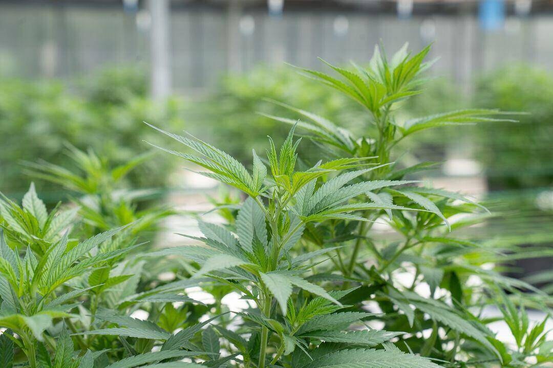 Cannabis canopy of flowering buds — Purple State Cannabis Minnesota grow