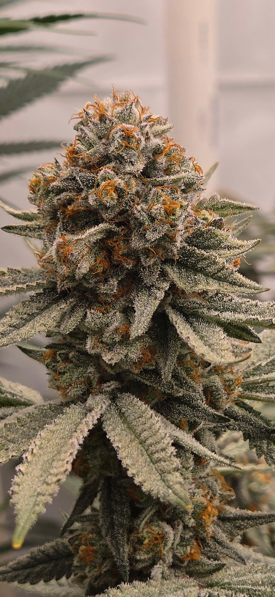 Cannabis plants in vegetative growth